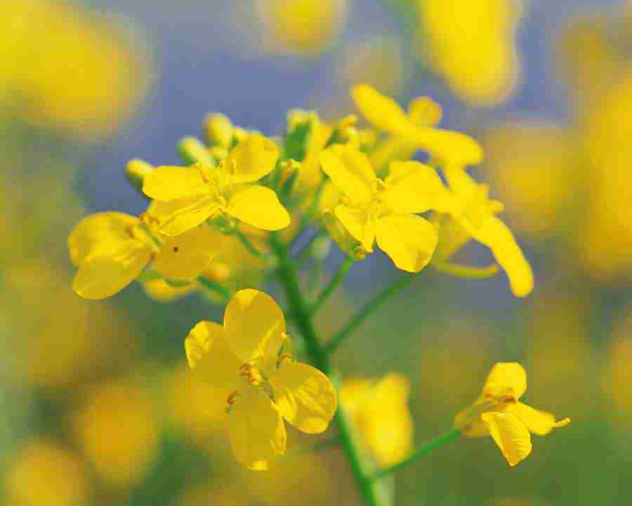 Flower Fantasy - Mixa Image Library ></a>
<script language=JavaScript> 
  var txt = 