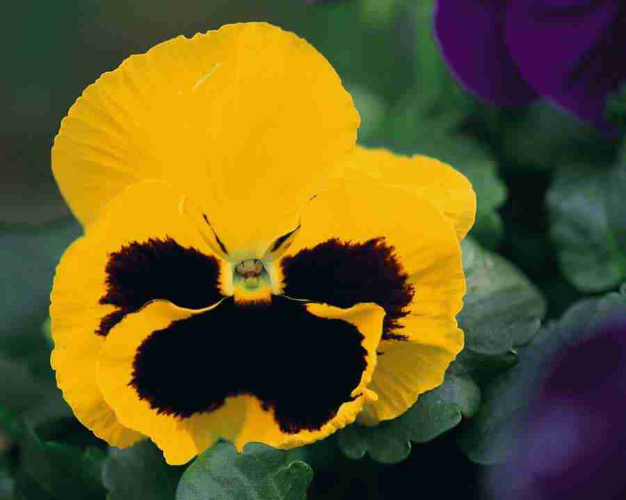 Flower Fantasy - Mixa Image Library ></a>
<script language=JavaScript> 
  var txt = 