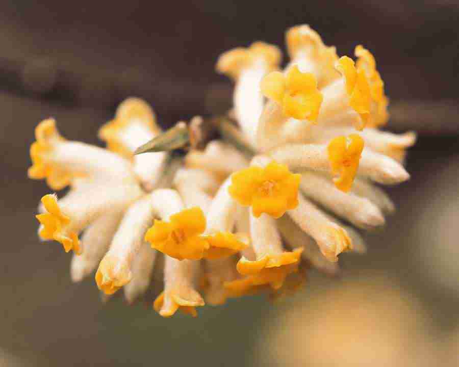 Flower Fantasy - Mixa Image Library ></a>
<script language=JavaScript> 
  var txt = 