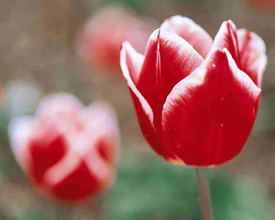 Flower Fantasy - Mixa Image Library ></a>
<script language=JavaScript> 
  var txt = 