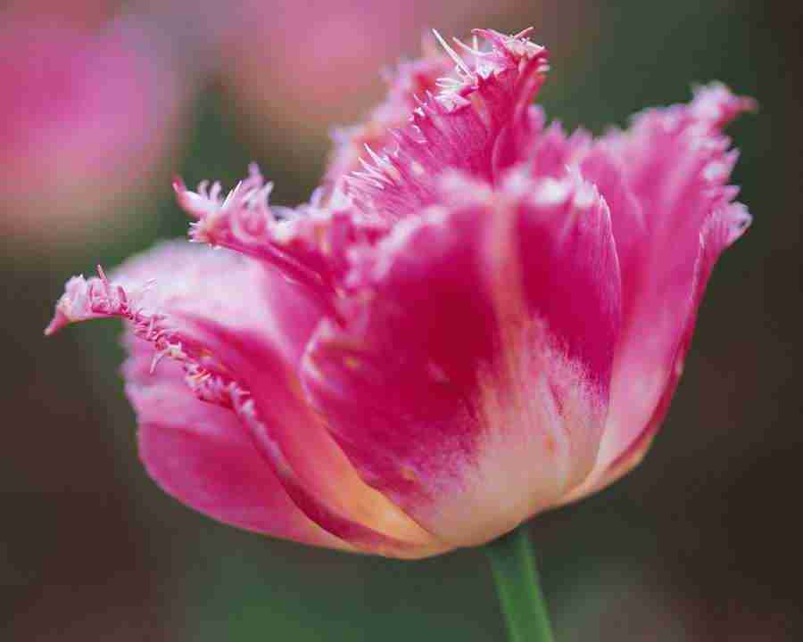 Flower Fantasy - Mixa Image Library ></a>
<script language=JavaScript> 
  var txt = 