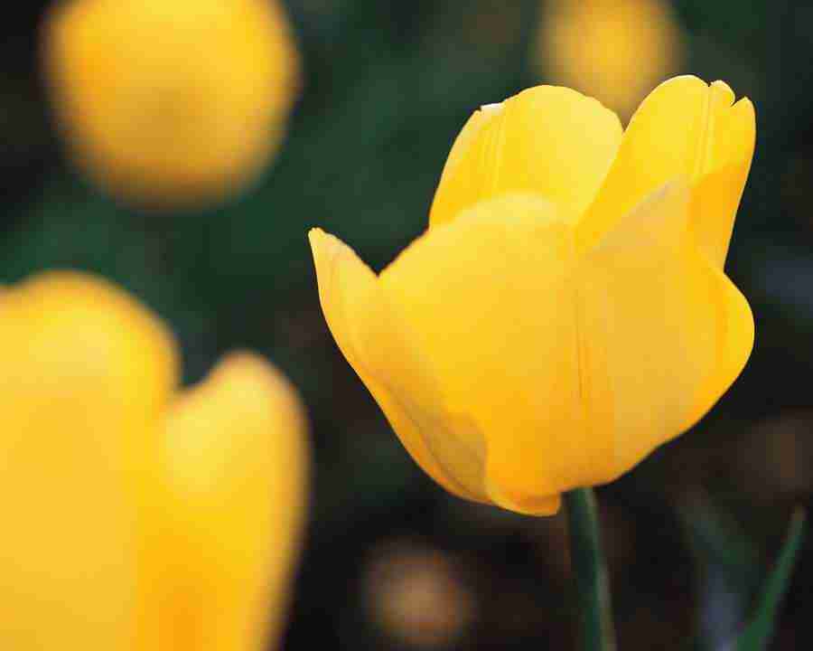 Flower Fantasy - Mixa Image Library ></a>
<script language=JavaScript> 
  var txt = 