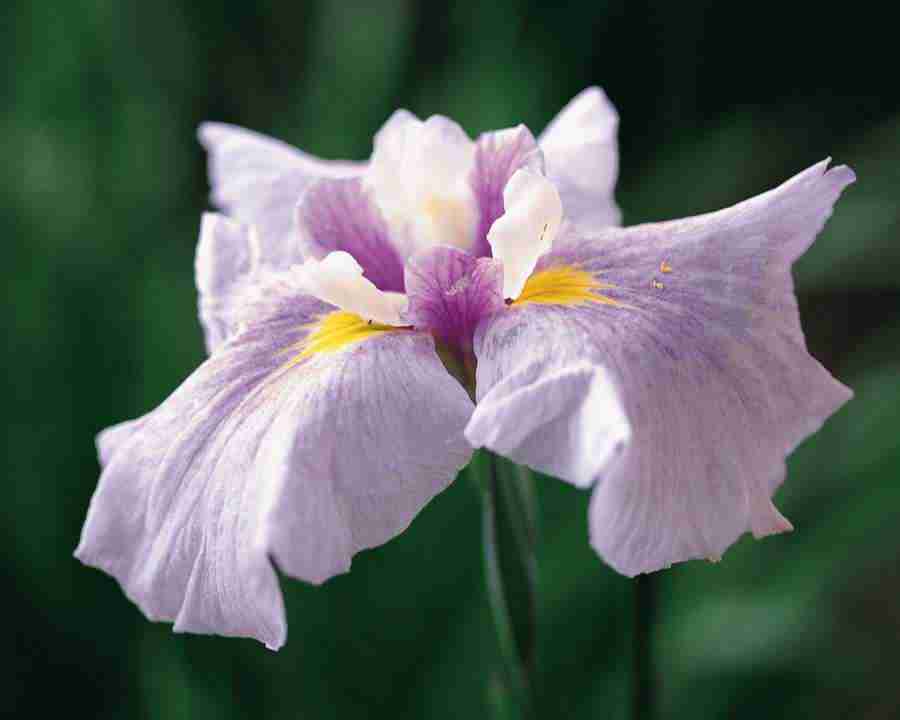 Flower Fantasy - Mixa Image Library ></a>
<script language=JavaScript> 
  var txt = 