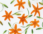 Mixa Image Library: Flower Pattern 