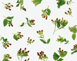 Mixa Image Library: Flower Pattern 