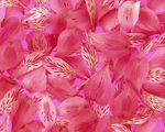 Mixa Image Library: Flower Pattern 