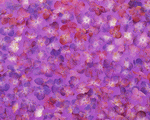 Mixa Image Library: Flower Pattern 