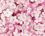 Mixa Image Library: Flower Pattern 