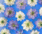 Mixa Image Library: Flower Pattern 