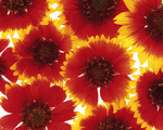 Mixa Image Library: Flower Pattern 