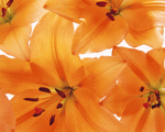 Mixa Image Library: Flower Pattern 