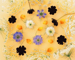 Mixa Image Library: Flower Pattern 