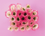 Mixa Image Library: Flower Pattern 