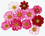 Mixa Image Library: Flower Pattern 