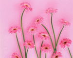 Mixa Image Library: Flower Pattern 