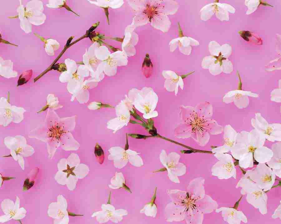 Flower Pattern - Mixa Image Library ></a>
<script language=JavaScript> 
  var txt = 