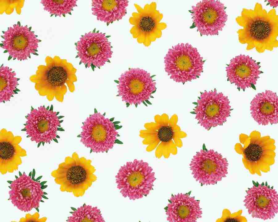 Flower Pattern - Mixa Image Library ></a>
<script language=JavaScript> 
  var txt = 