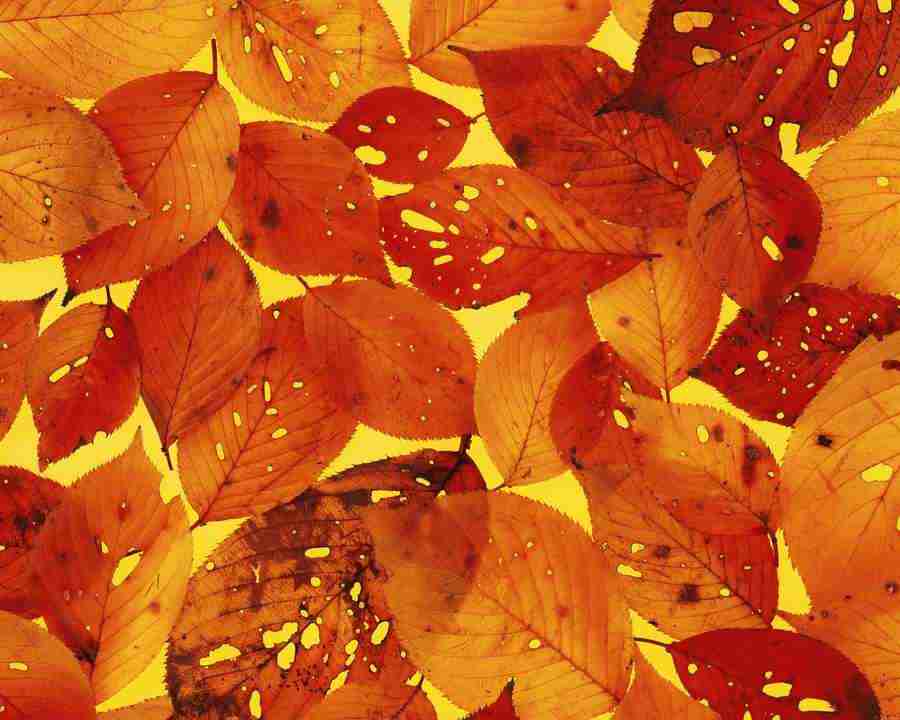 Flower Pattern - Mixa Image Library ></a>
<script language=JavaScript> 
  var txt = 