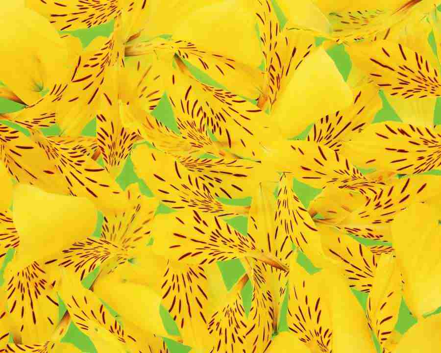Flower Pattern - Mixa Image Library ></a>
<script language=JavaScript> 
  var txt = 