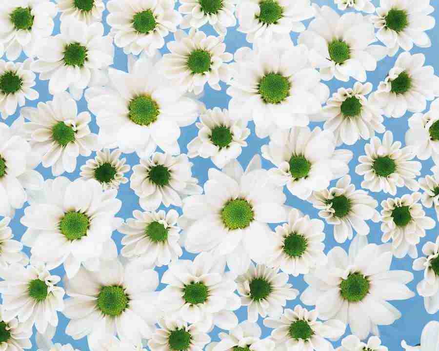 Flower Pattern - Mixa Image Library ></a>
<script language=JavaScript> 
  var txt = 