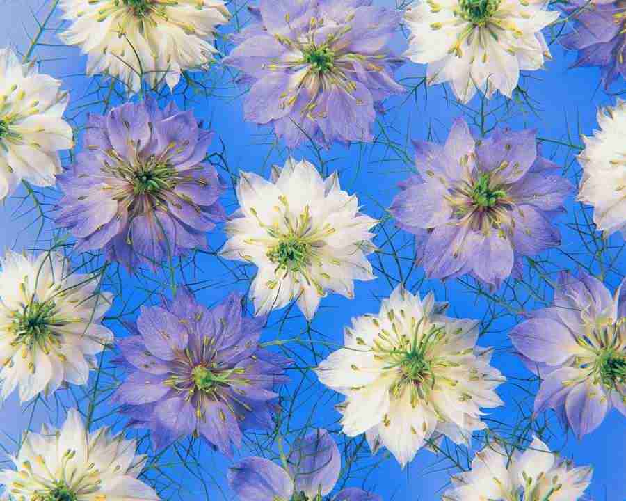 Flower Pattern - Mixa Image Library ></a>
<script language=JavaScript> 
  var txt = 