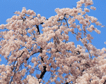 Mixa Image Library: Japanese Blossoms 