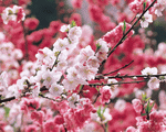 Mixa Image Library: Japanese Blossoms 