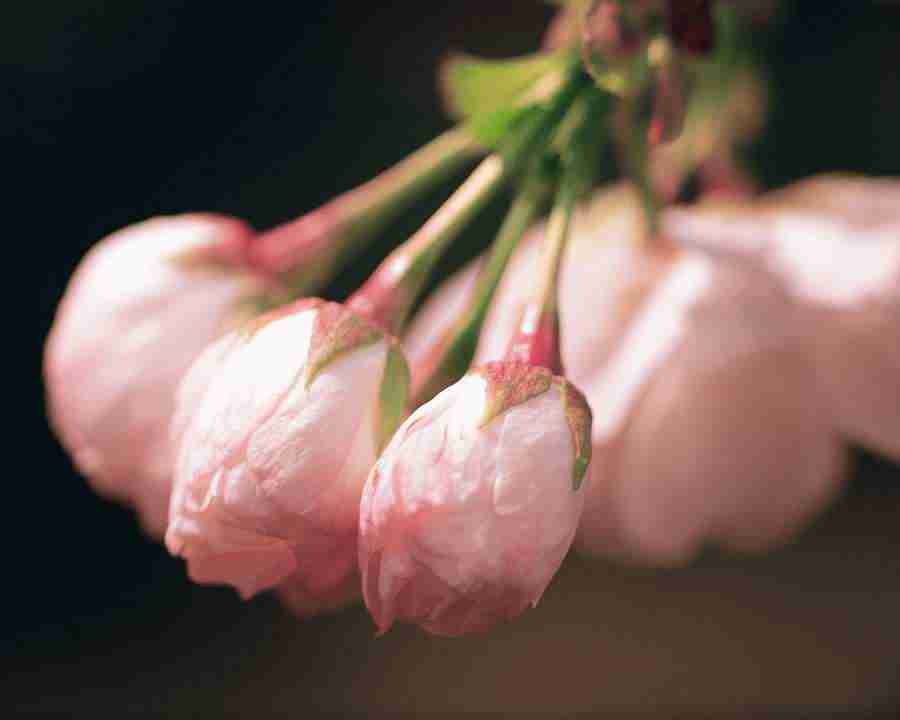 Japanese Blossoms - Mixa Image Library ></a>
<script language=JavaScript> 
  var txt = 
