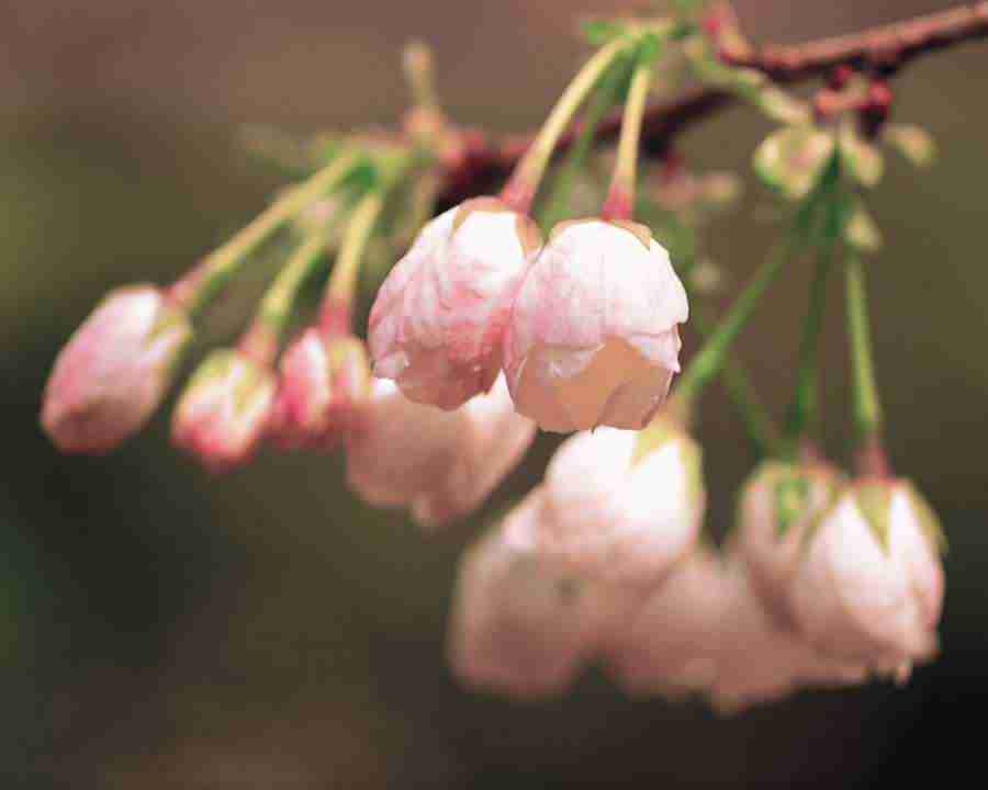 Japanese Blossoms - Mixa Image Library ></a>
<script language=JavaScript> 
  var txt = 