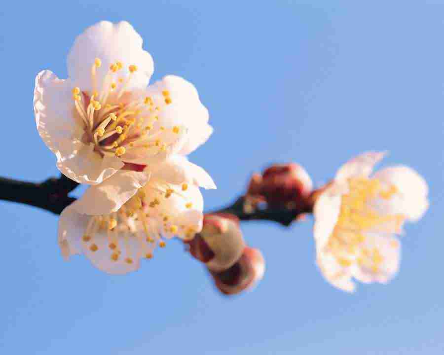 Japanese Blossoms - Mixa Image Library ></a>
<script language=JavaScript> 
  var txt = 