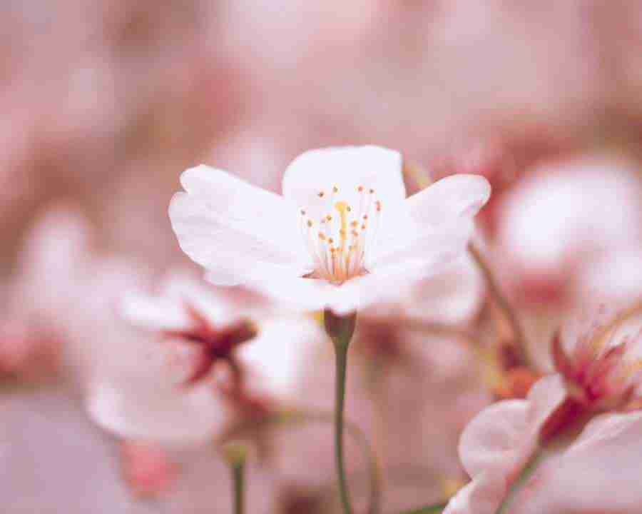 Japanese Blossoms - Mixa Image Library ></a>
<script language=JavaScript> 
  var txt = 