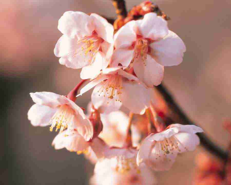 Japanese Blossoms - Mixa Image Library ></a>
<script language=JavaScript> 
  var txt = 