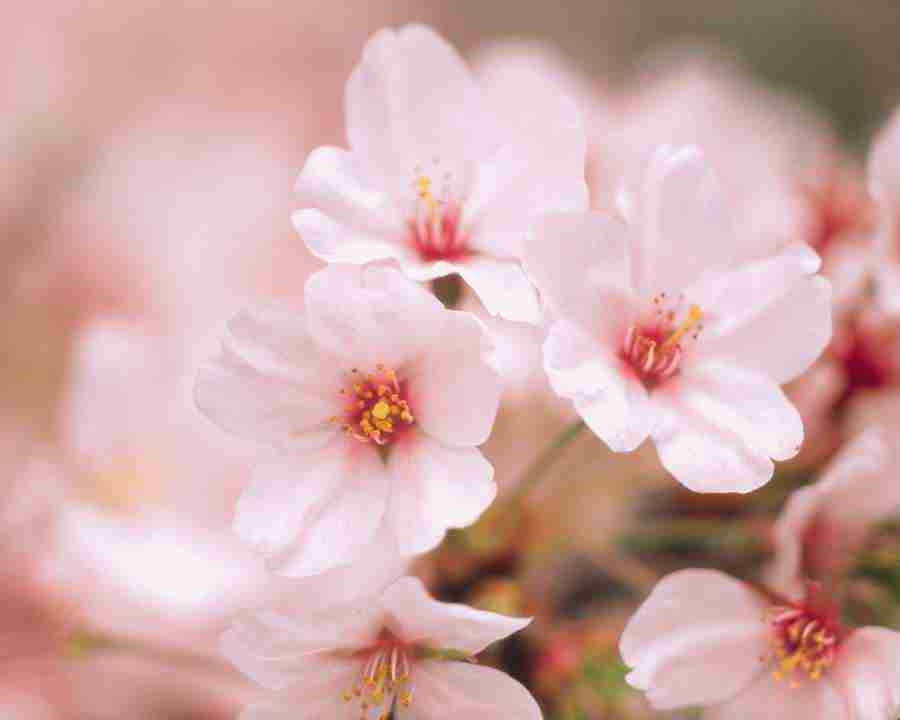 Japanese Blossoms - Mixa Image Library ></a>
<script language=JavaScript> 
  var txt = 