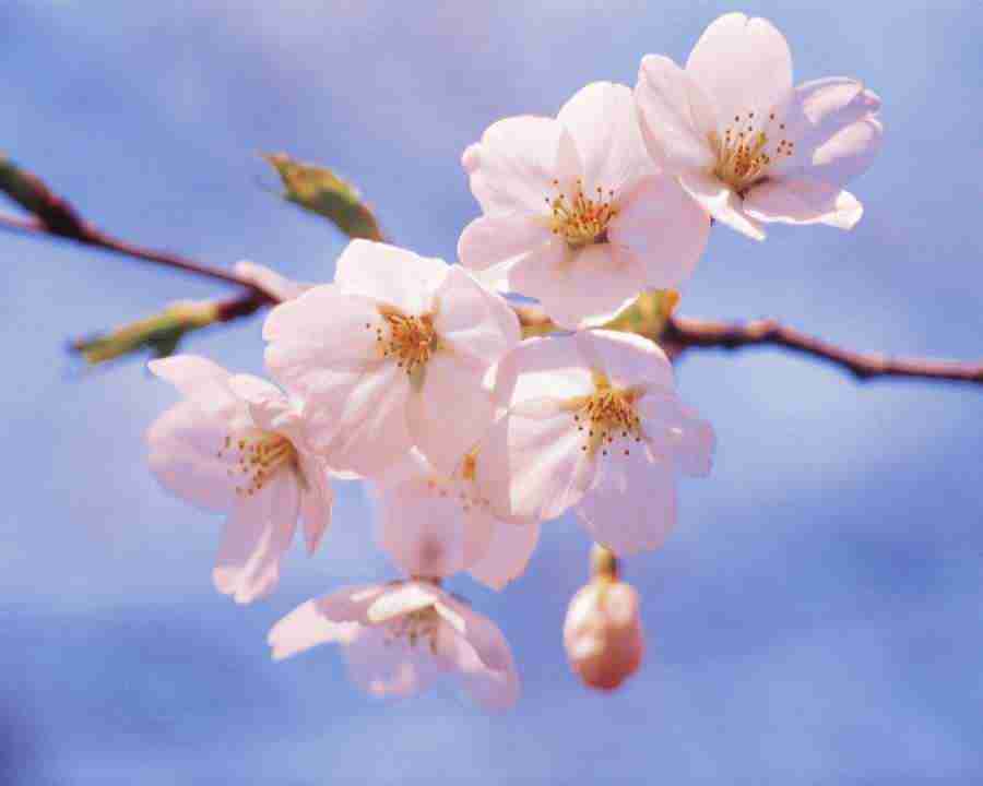 Japanese Blossoms - Mixa Image Library ></a>
<script language=JavaScript> 
  var txt = 