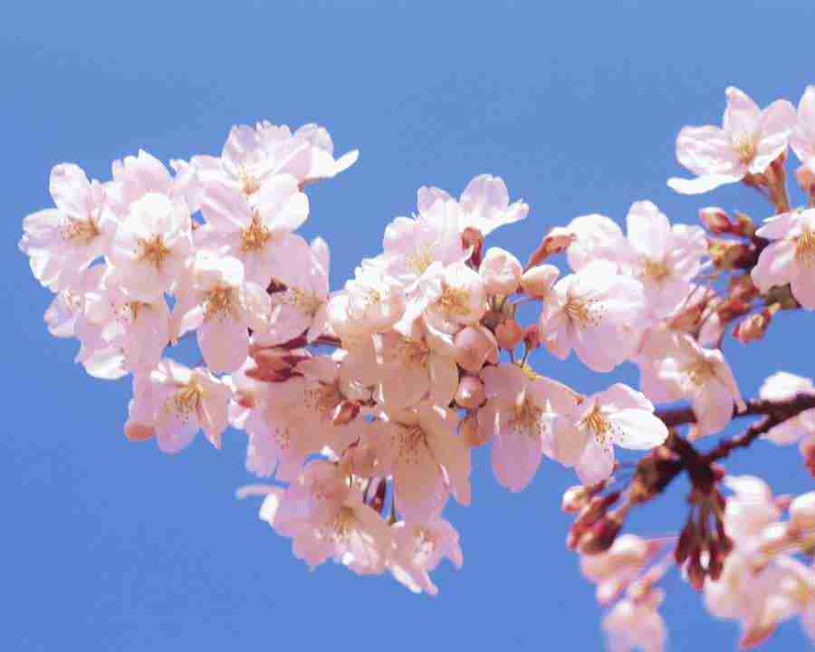 Japanese Blossoms - Mixa Image Library ></a>
<script language=JavaScript> 
  var txt = 