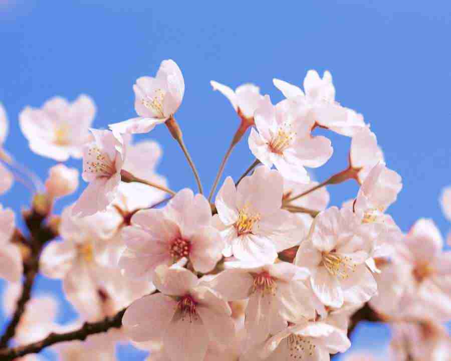 Japanese Blossoms - Mixa Image Library ></a>
<script language=JavaScript> 
  var txt = 