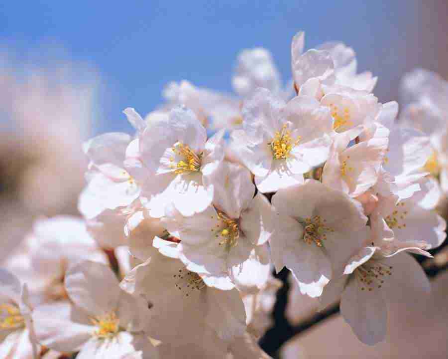 Japanese Blossoms - Mixa Image Library ></a>
<script language=JavaScript> 
  var txt = 