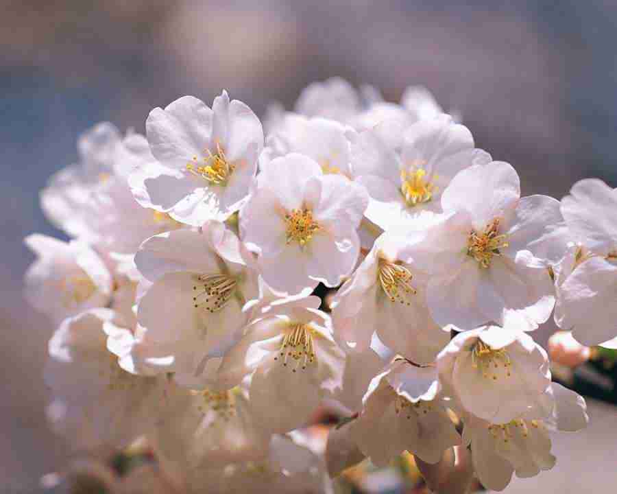 Japanese Blossoms - Mixa Image Library ></a>
<script language=JavaScript> 
  var txt = 