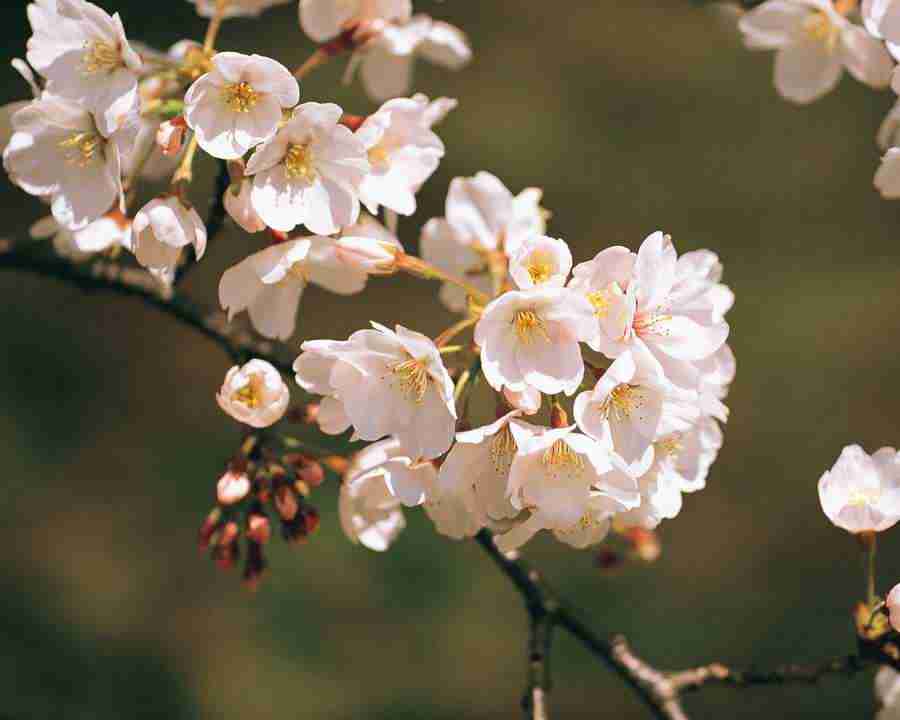 Japanese Blossoms - Mixa Image Library ></a>
<script language=JavaScript> 
  var txt = 