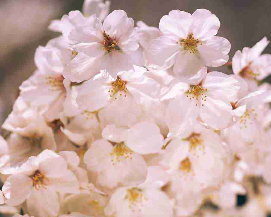 Japanese Blossoms - Mixa Image Library ></a>
<script language=JavaScript> 
  var txt = 
