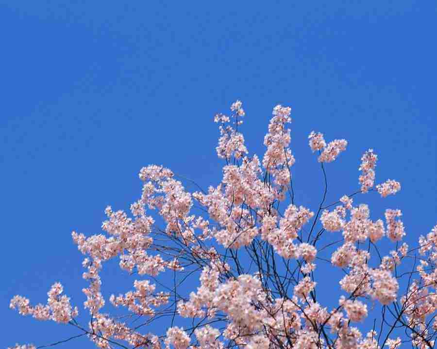 Japanese Blossoms - Mixa Image Library ></a>
<script language=JavaScript> 
  var txt = 