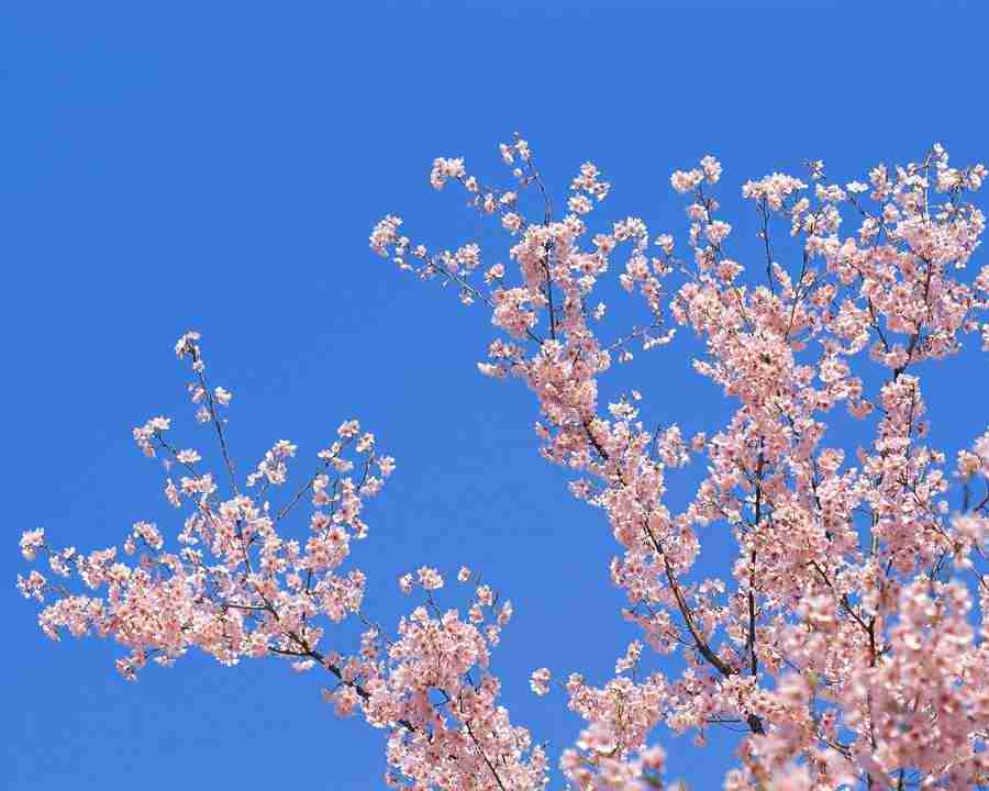 Japanese Blossoms - Mixa Image Library ></a>
<script language=JavaScript> 
  var txt = 
