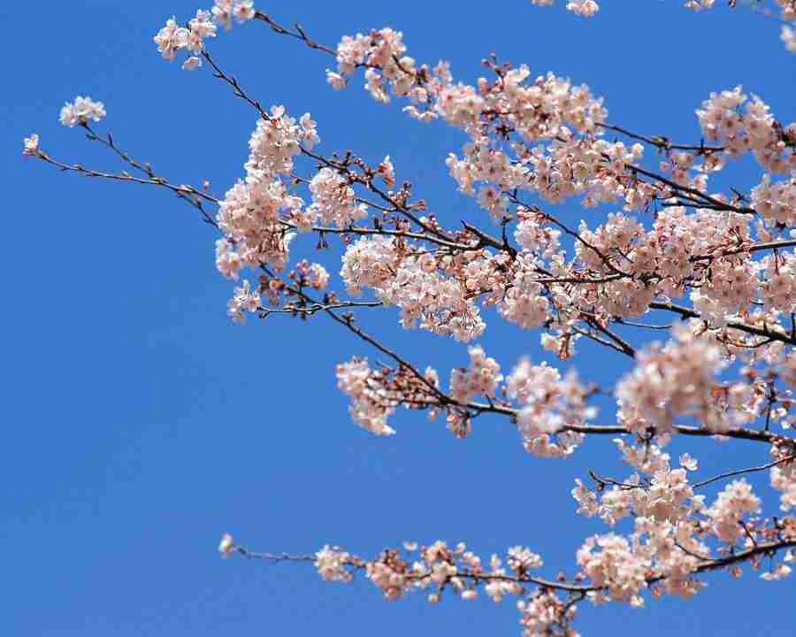 Japanese Blossoms - Mixa Image Library ></a>
<script language=JavaScript> 
  var txt = 
