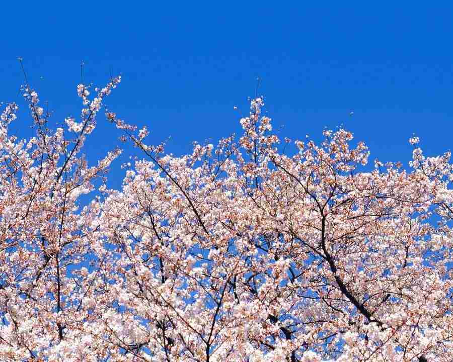 Japanese Blossoms - Mixa Image Library ></a>
<script language=JavaScript> 
  var txt = 