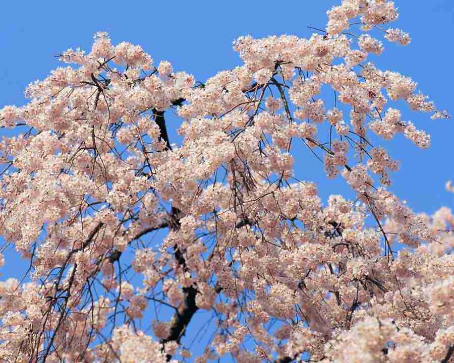 Japanese Blossoms - Mixa Image Library ></a>
<script language=JavaScript> 
  var txt = 