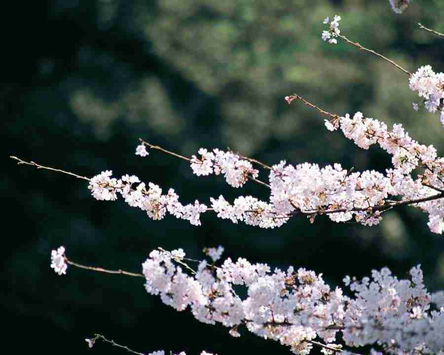 Japanese Blossoms - Mixa Image Library ></a>
<script language=JavaScript> 
  var txt = 