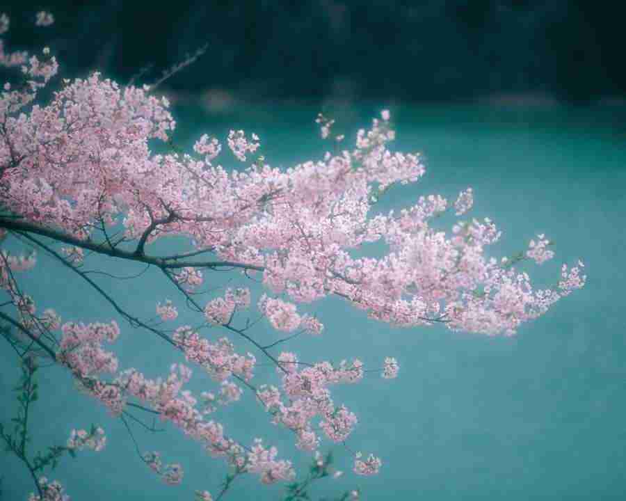 Japanese Blossoms - Mixa Image Library ></a>
<script language=JavaScript> 
  var txt = 
