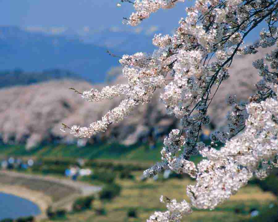 Japanese Blossoms - Mixa Image Library ></a>
<script language=JavaScript> 
  var txt = 