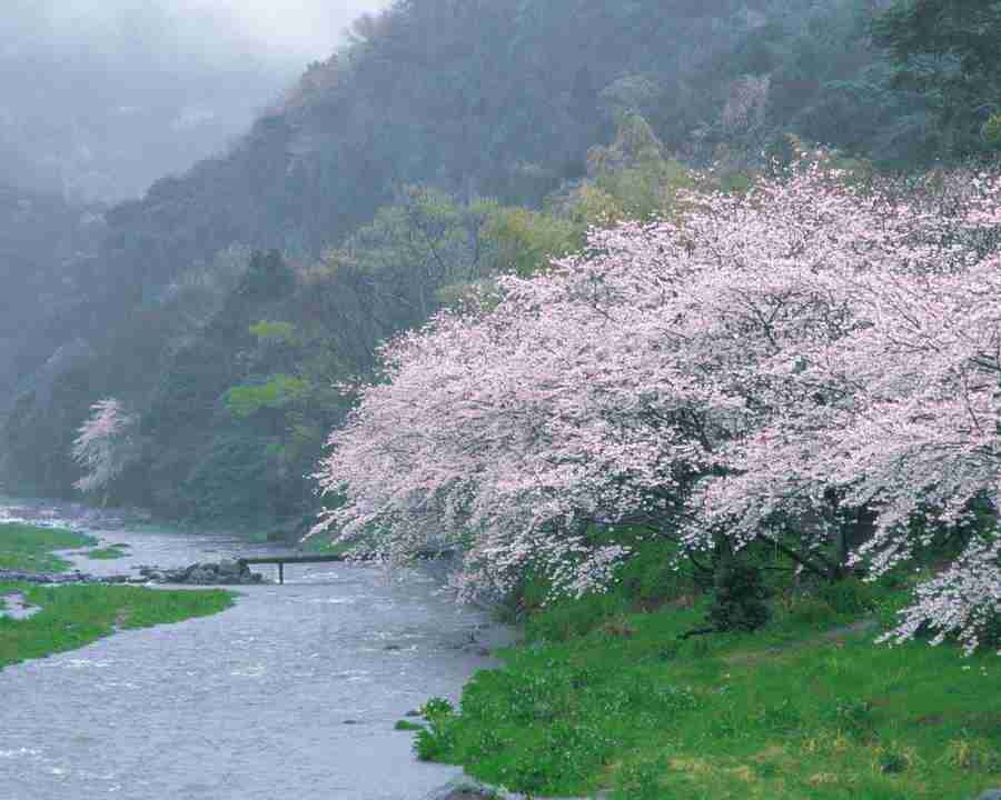 Japanese Blossoms - Mixa Image Library ></a>
<script language=JavaScript> 
  var txt = 