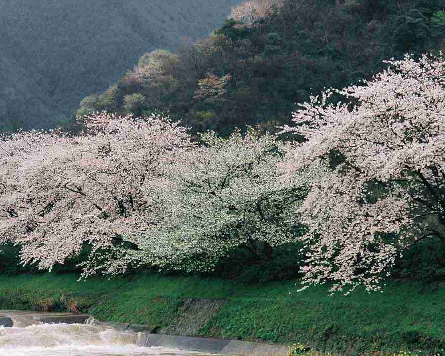 Japanese Blossoms - Mixa Image Library ></a>
<script language=JavaScript> 
  var txt = 